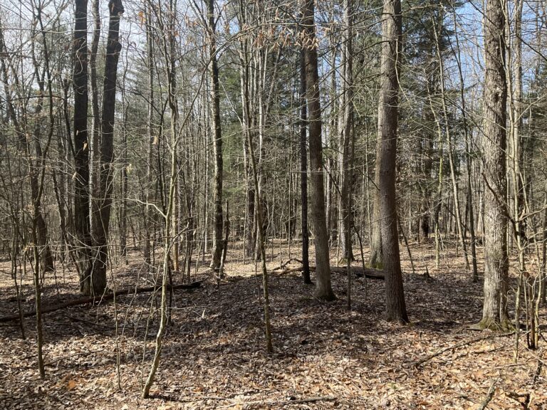 10 acre Wooded Lot Power Available Bainbridge NY