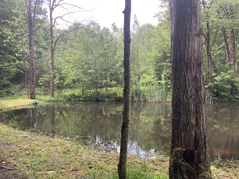 11 acre Wooded Hunting Land with Campers Camden NY