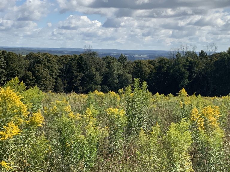 11 acres Southern Tier Land with Views Richford NY