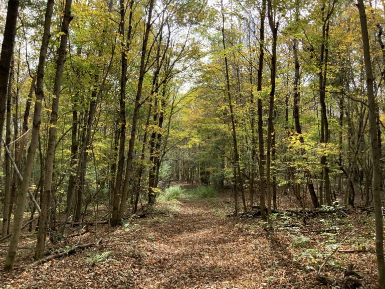 86.9 acres Hunting Land with Building Sites Georgetown NY