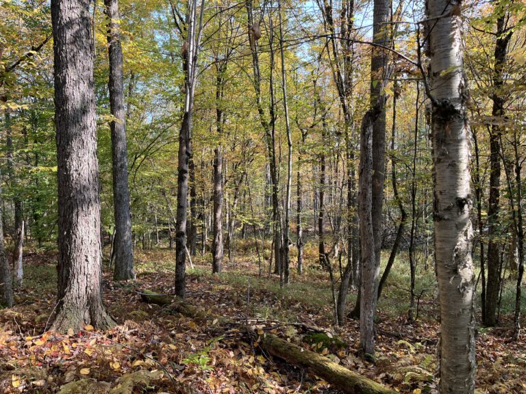 7 acres Wooded Land Near State Land Colton NY