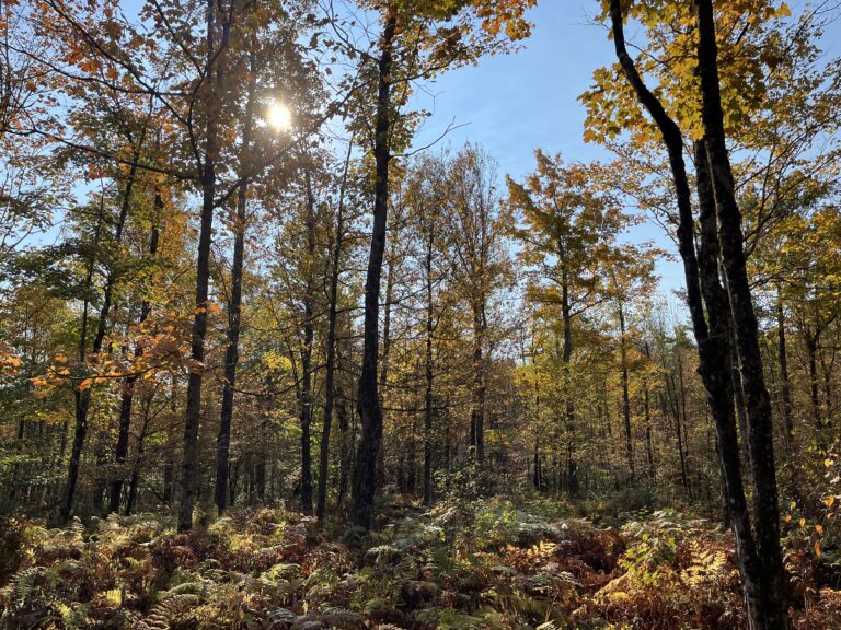 4 acres Wooded Recreational Land for Sale in Colton NY!!