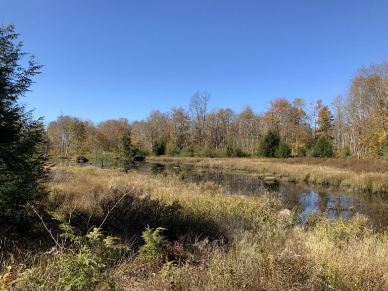 62 acres Adirondack Hunting Land with Shed Stratford NY