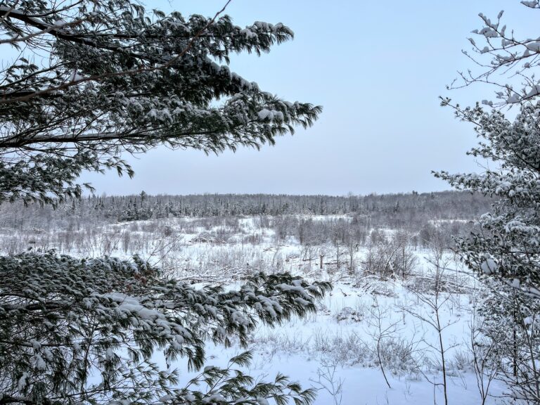 60 acres 4 Season Hunting Land with Power Wilna NY