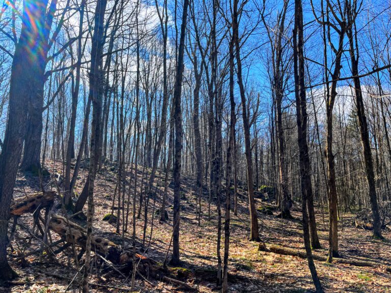 13 acres Wooded Upstate NY Hunting Land Pitcairn NY