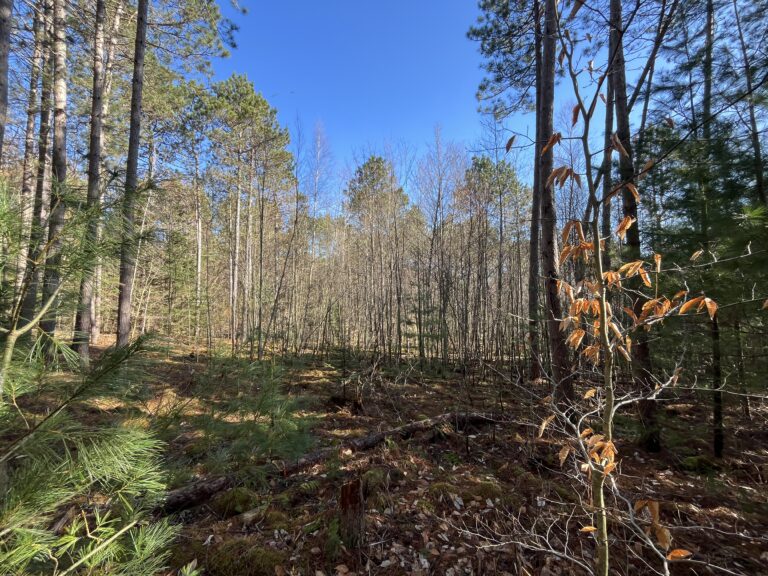4 acre Wooded Camp Lot in Dickinson NY