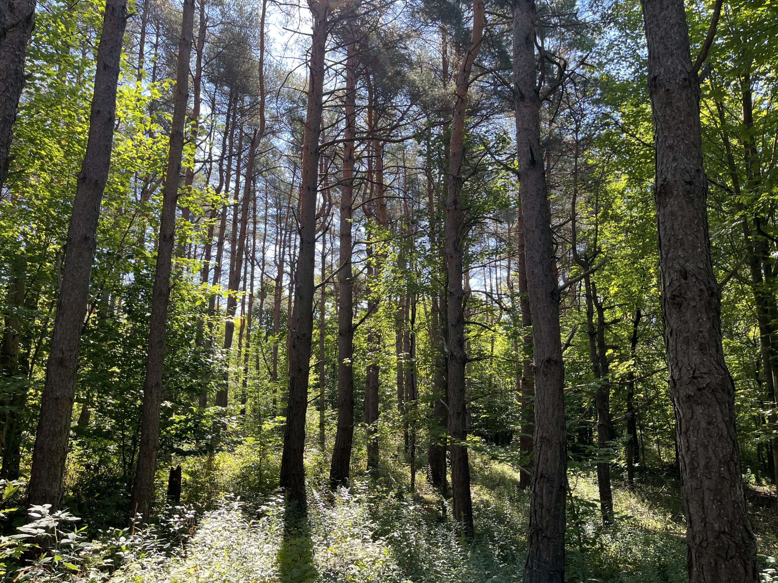 9 acres Off Grid Wooded Hunting Land Stockholm NY