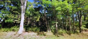 12.6 acre Land for Sale with Power Richland NY