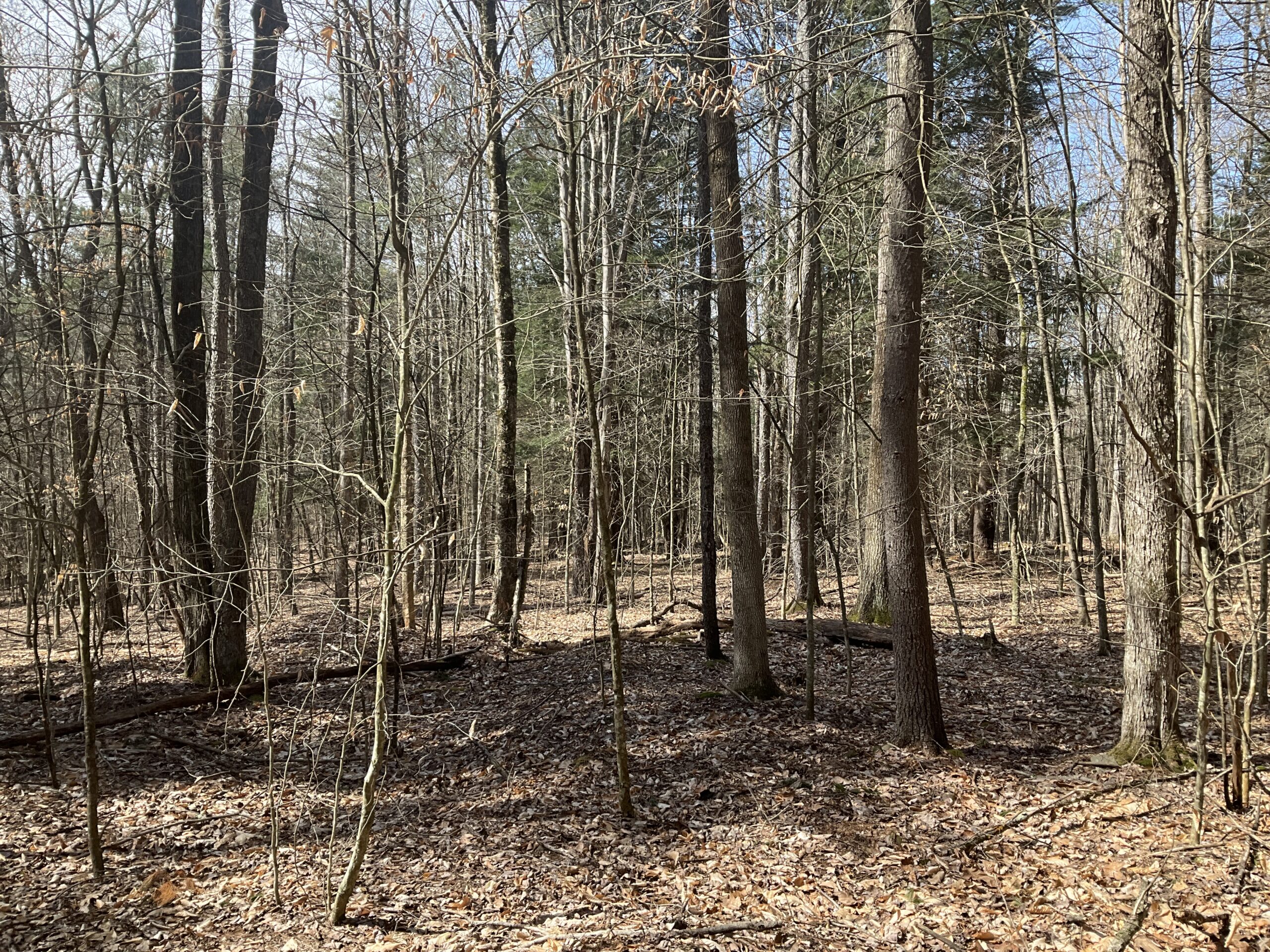 10 acre Wooded Lot Power Available Bainbridge NY