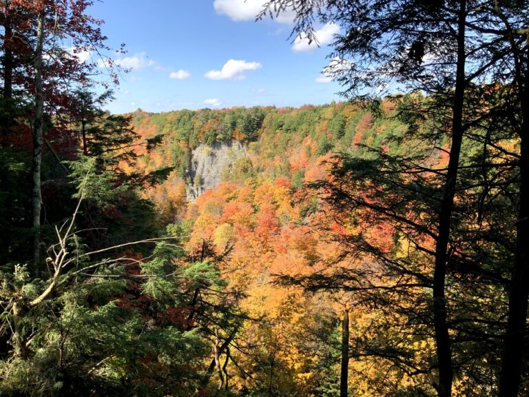14 acre Hunting Land with River Views Lorraine NY