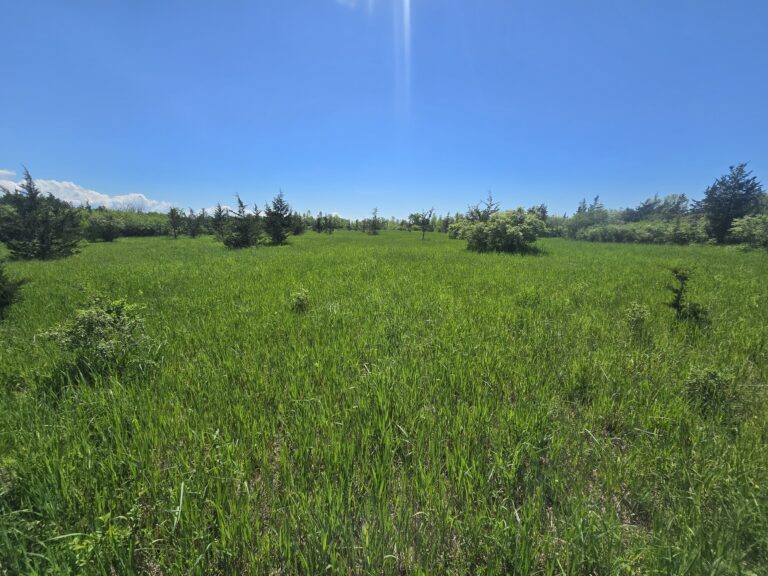 85 acres Remote Hunting Land Adams NY