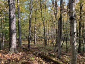 7 acres Wooded Land Near State Land Colton NY