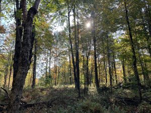 3 acres of Recreational Land with Clearing Colton NY