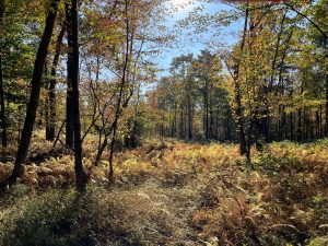 3.23 acres Wooded Off Grid Land Colton NY