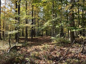 13 acres Hunting Land with Cabin Site Colton NY