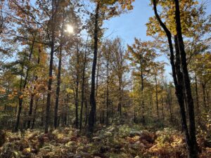 4 acres Wooded Recreational Land for Sale in Colton NY!!