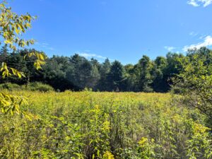 11 acres Hunting Land Bordering State Land Stockholm NY