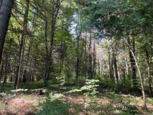 9 acre Wooded Off-Grid Land Stockholm NY