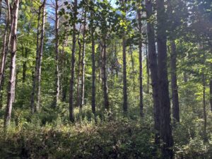 9 acres Hunting Land in St. Lawrence County